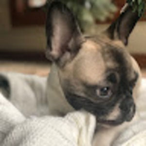 Meet your Posher, Bailey